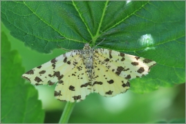 <p>ZEJKOVEC HLUCHVKOVÝ (Pseudopanthera macularia) Knížecí</p>